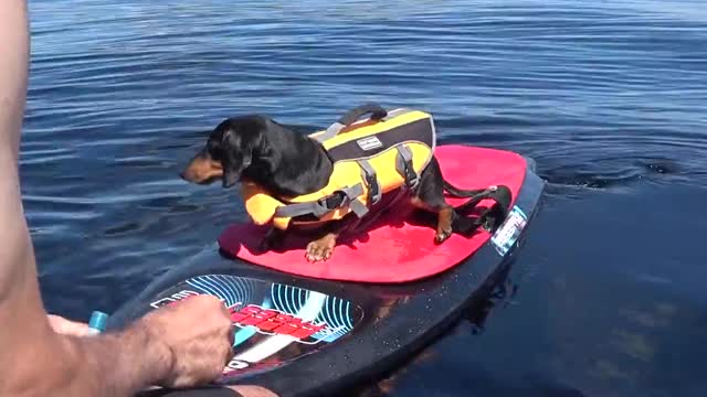 Boat Bros Crusoe & Oakley Dachshund Have Fun on the Boat!