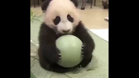 Cute Animals - Cute Baby Panda Videos Compilation