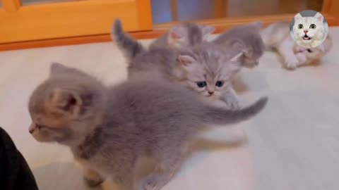 Cute Cat Meow with Cat Sound | Cat cute kitten meow