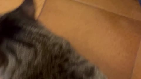 Cute Cats Playing in a Bag #9