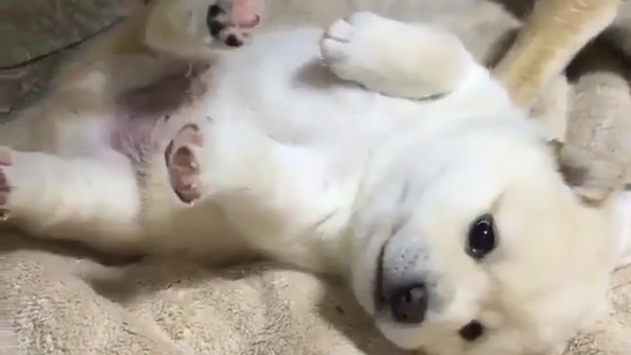 Funny animal videos|Cute animal videos |Funny dog&cat videos|Hilarious pet videos|Funny video