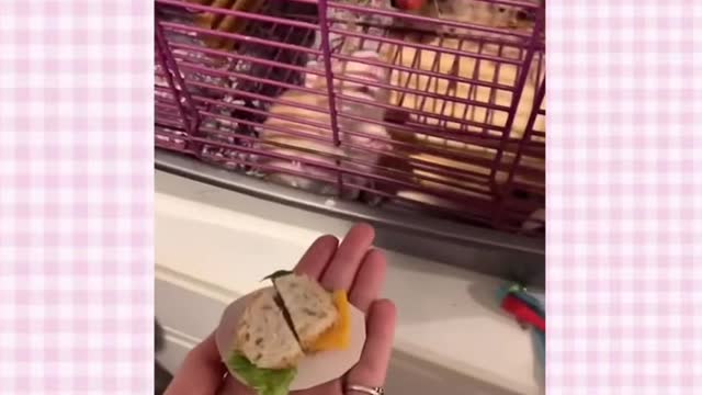 Pet Rat Tik Toks Cuz I Love Rats