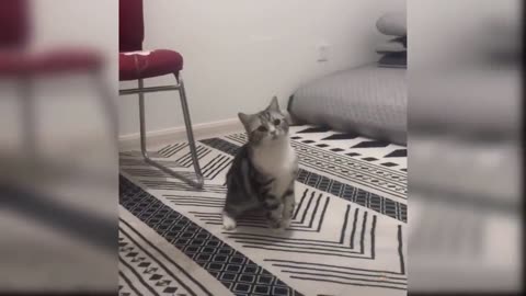 Baby cats vedios and funny cat vedio competition 2023