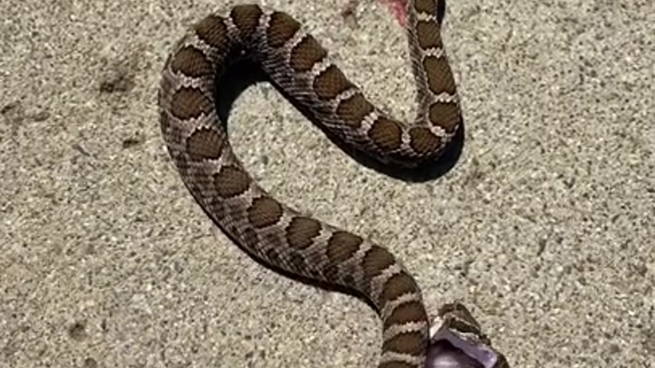 Rattlesnake bites it’s headless body.