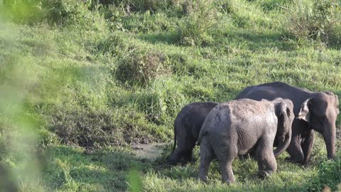 Elephants *Animals Love*
