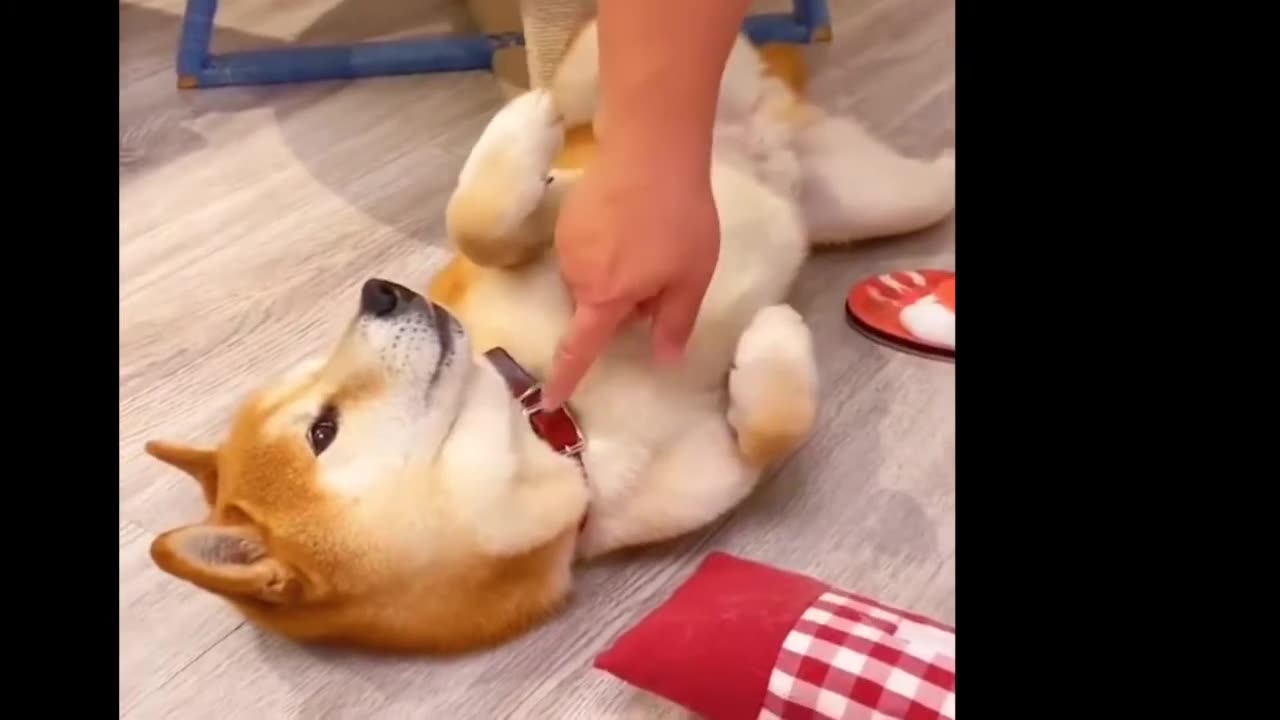 Funny Pets