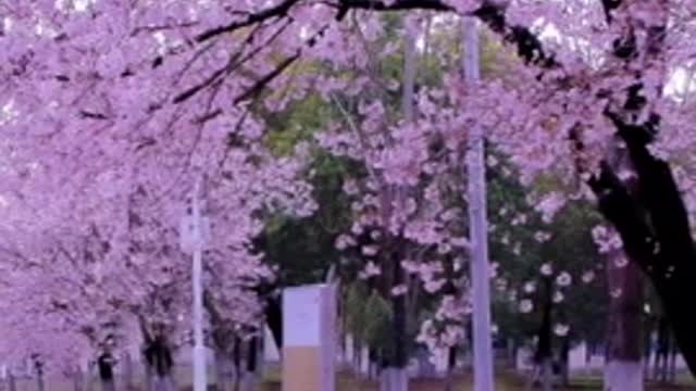 The cherry blossoms are still falling at a rate of five centimeters per second and