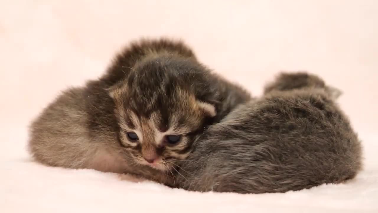 When the kittens' eyes open, they move around. Then mama cat gets busy