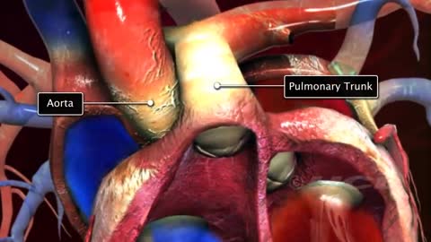 HCL Learning _ Structure of the Human Heart