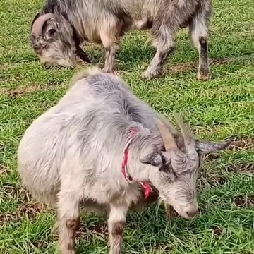 MOTHER PAIN,GOAT,THERE IS NO BUT ONLY MOTHER,