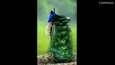 beutiful peacock