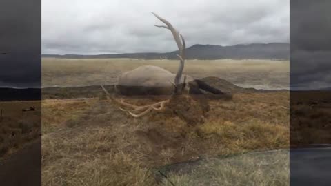 Elk trips on a fence an dies accidentally