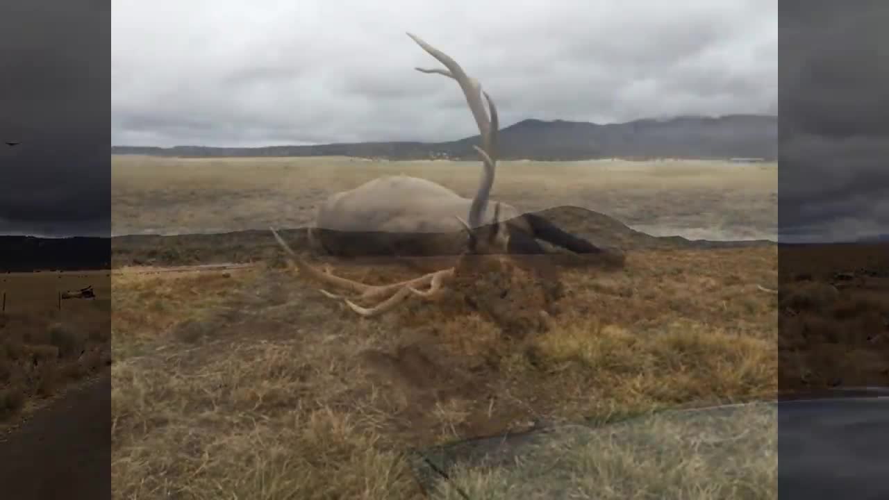 Elk trips on a fence an dies accidentally