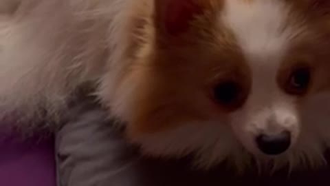 Niki