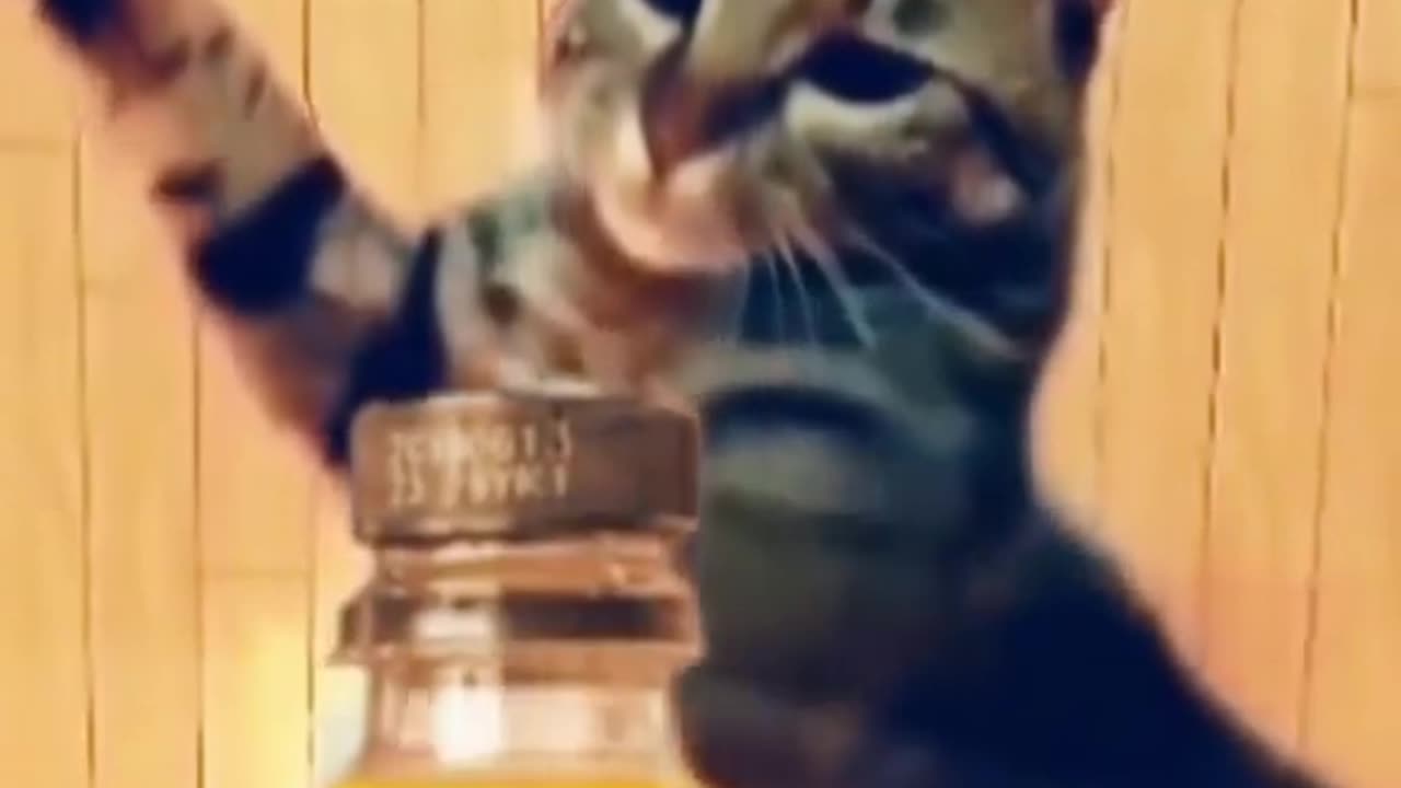 Cats are good at Chinese kung fu 😼🤣🤣