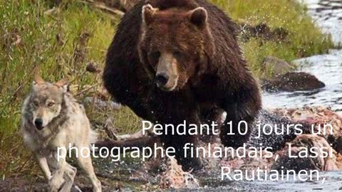 Quand un ours et un loup décident de collaborer