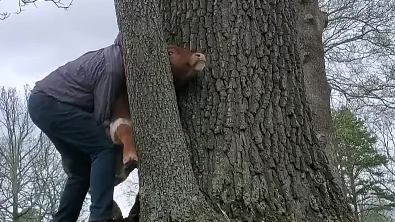 This guy helping a cow 🐄