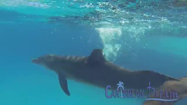 Dolphin Encounter - Punta Cana Tours_Cut