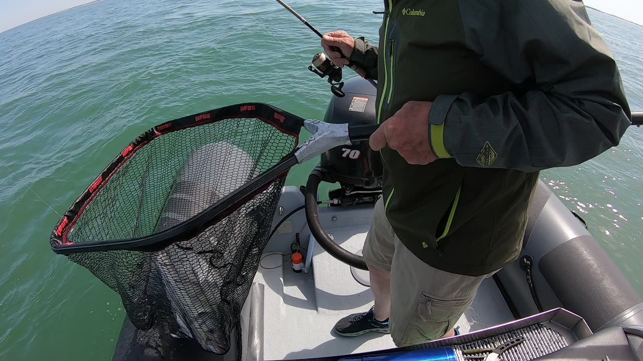What time is it? European Sea Bass Time 2 ! (AKA Labrax time)