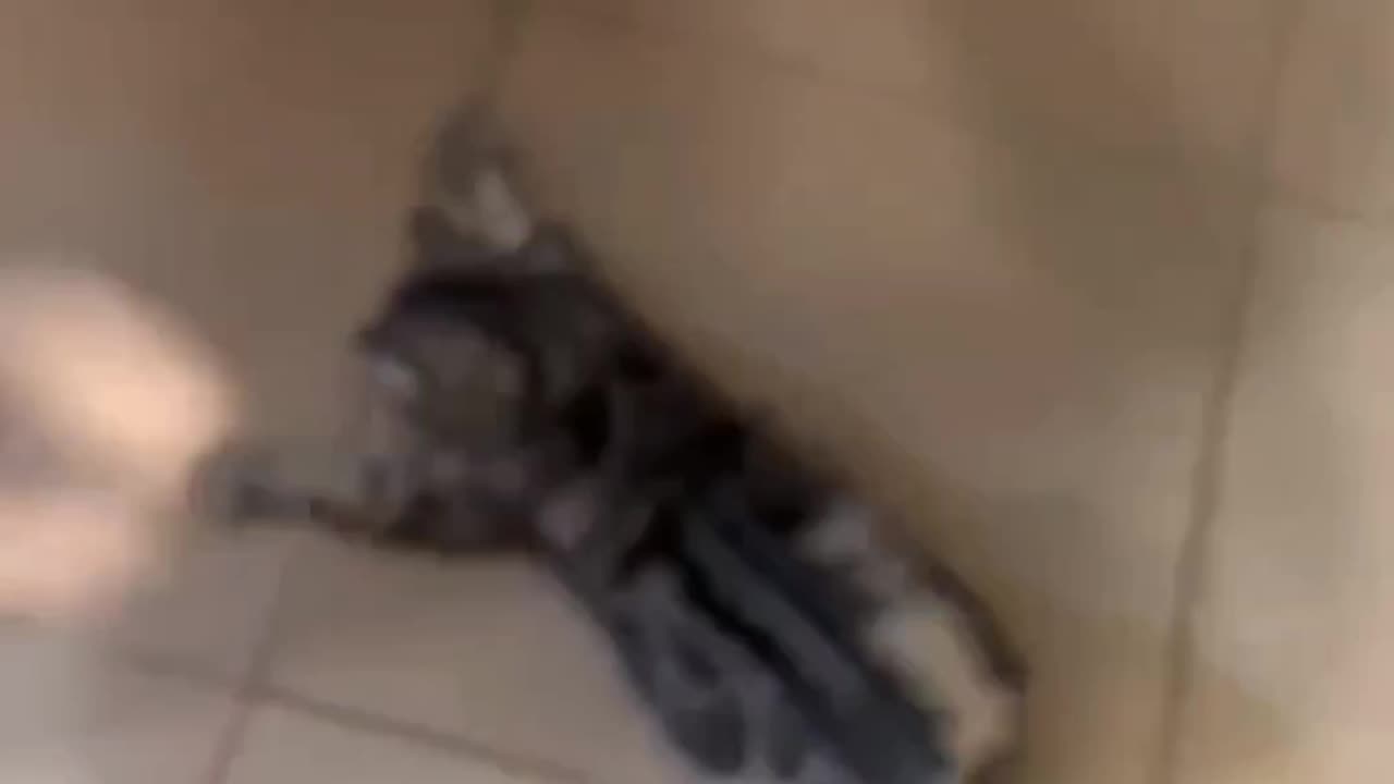 how do you try!?!, catch the light kitty