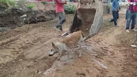 DOG HELP