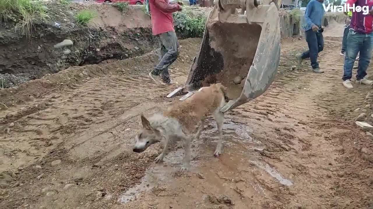 DOG HELP