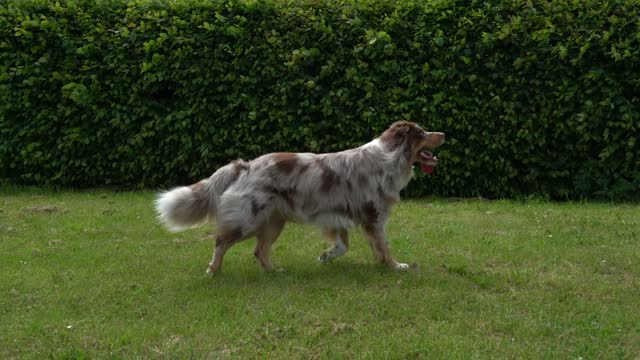 Super cute dog chasing bubbles