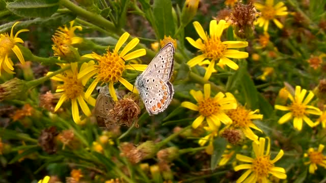 The beautiful butterfly rests on the beautiful flower