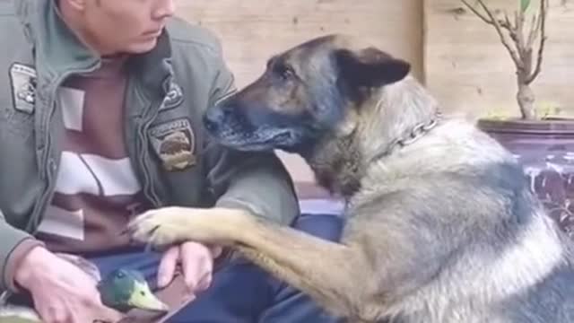 Dog stops owner from killing duck