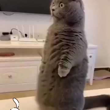 Funny cats. Meeting two cats.