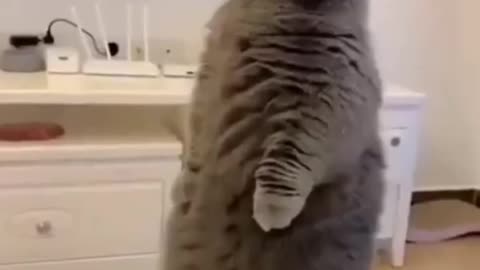 Funny cats. Meeting two cats.