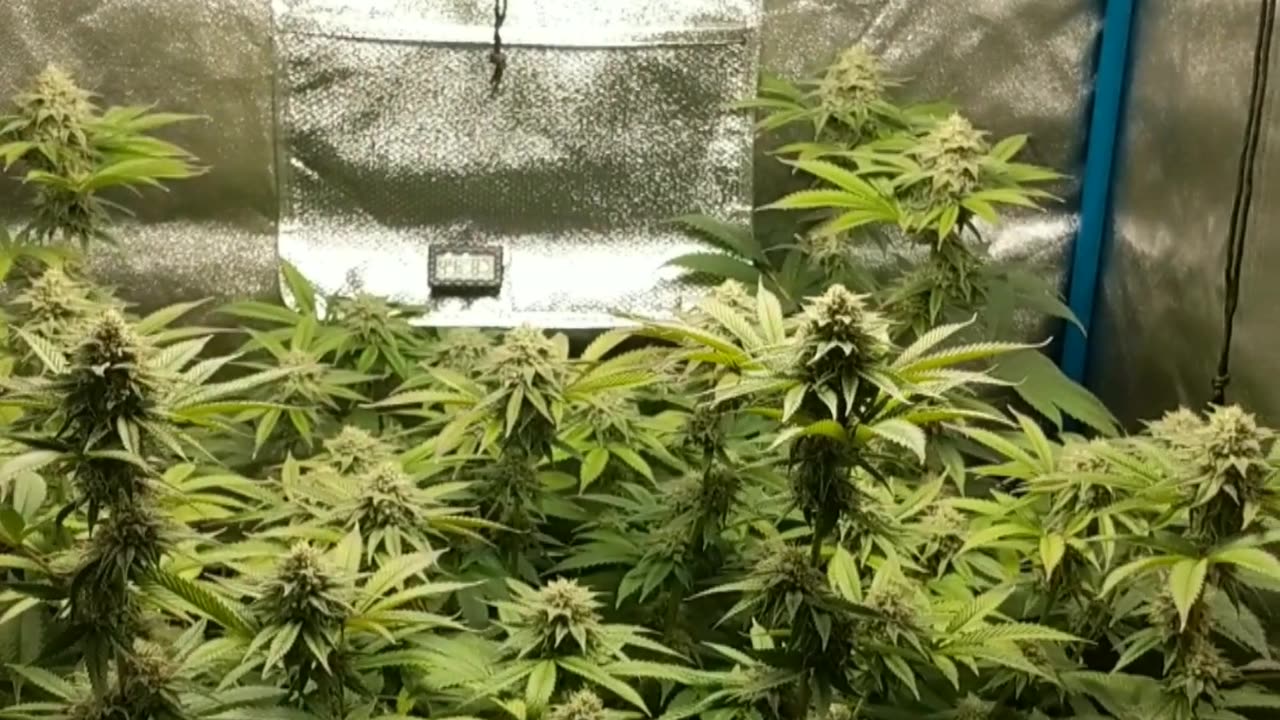 Lemon cherry gelato x Grandpa's cookies #6 & crescendo RBx1 wk 6 bud