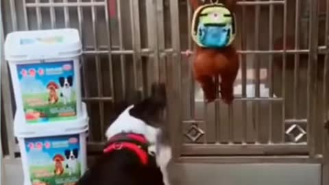 very smart dog family, It's time to LAUGH with Dog's life