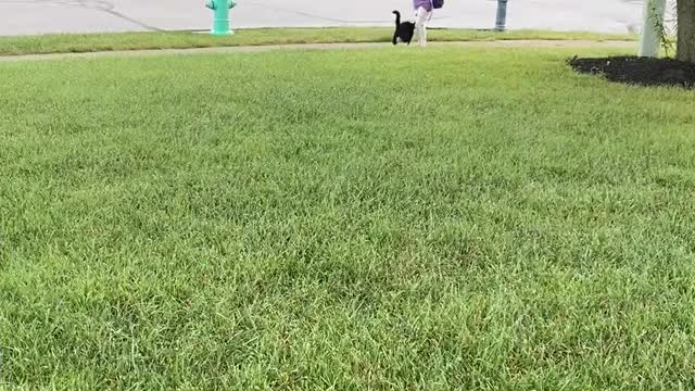 Craig the Rescue Cat on Bus Duty