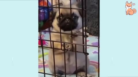 Best Funny dog videos #funny animals,#funny cat,#funny cow