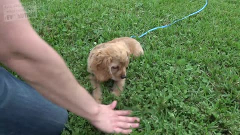 How to Train your Puppy to Come When Called NOW AND FOREVER!