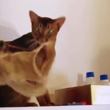 HUMOR - Gatinho Surpreendido