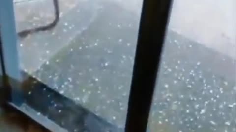 Birds ask for protection from hail