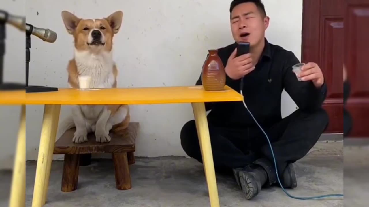 Chó hát còn hay hơn hàng xóm hát | Dog sing better than neighbors