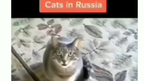 Cats around the world be like... #cats #cat #hood