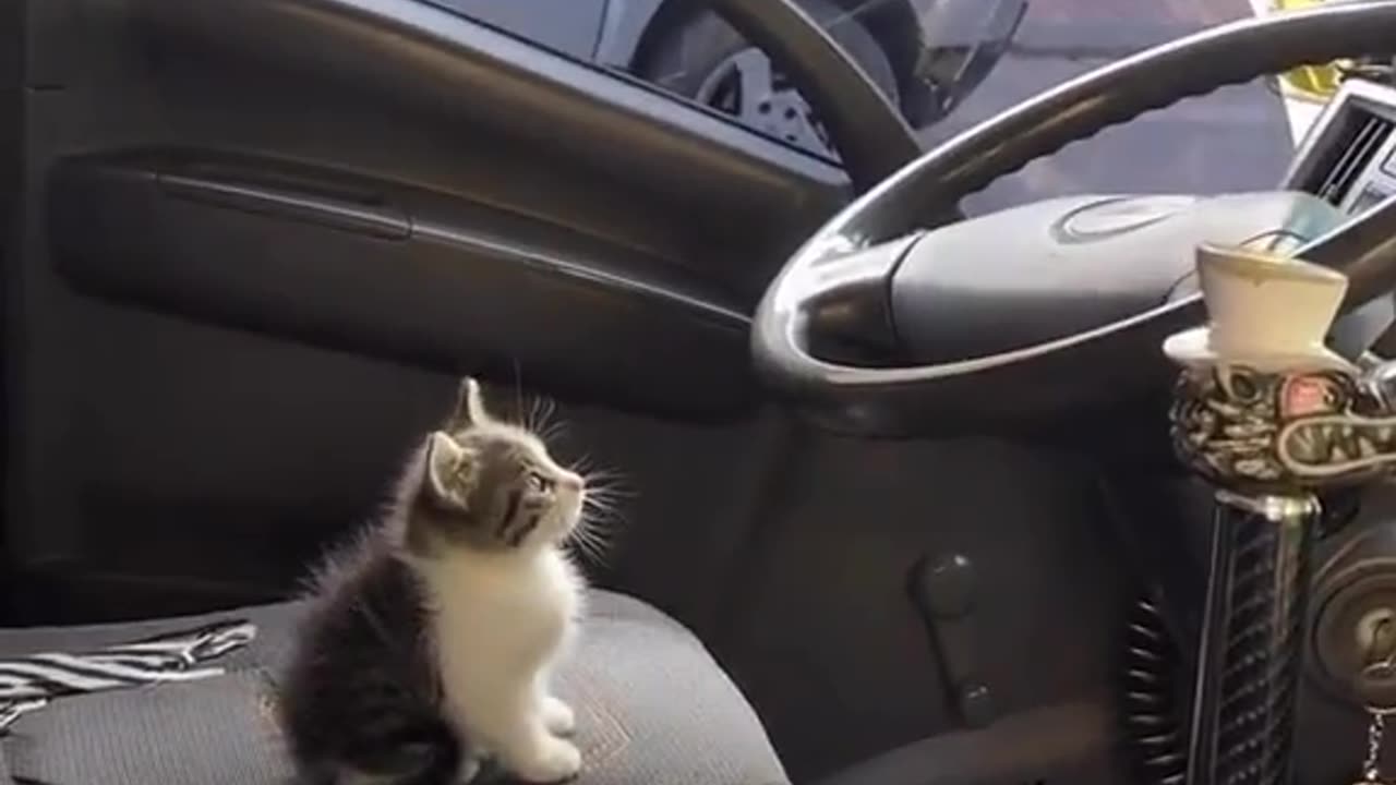 Cute Cat Driving