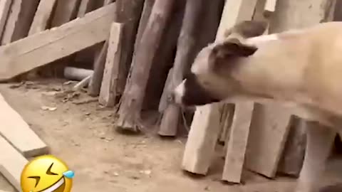 So funny animal video