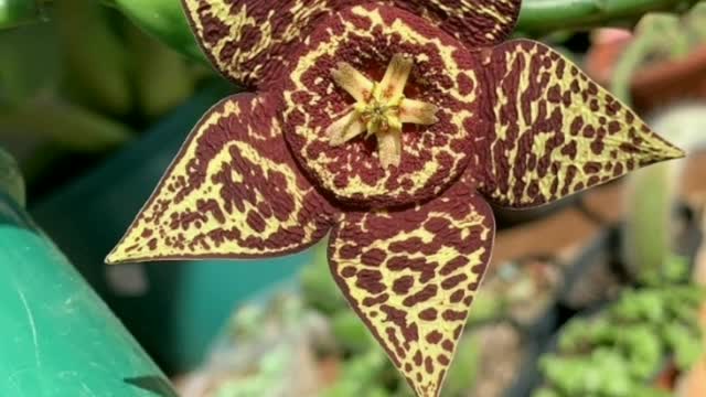 flowering of succulents