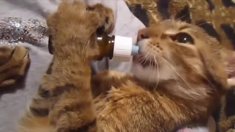 cute cat video