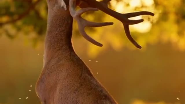 Red deer in the sunset