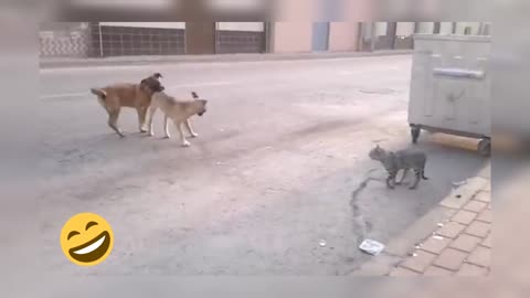 Funny cat vs dog vid