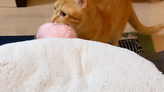 in protecting the cat