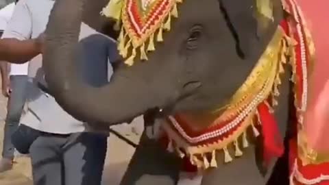 Cute baby elephant dance