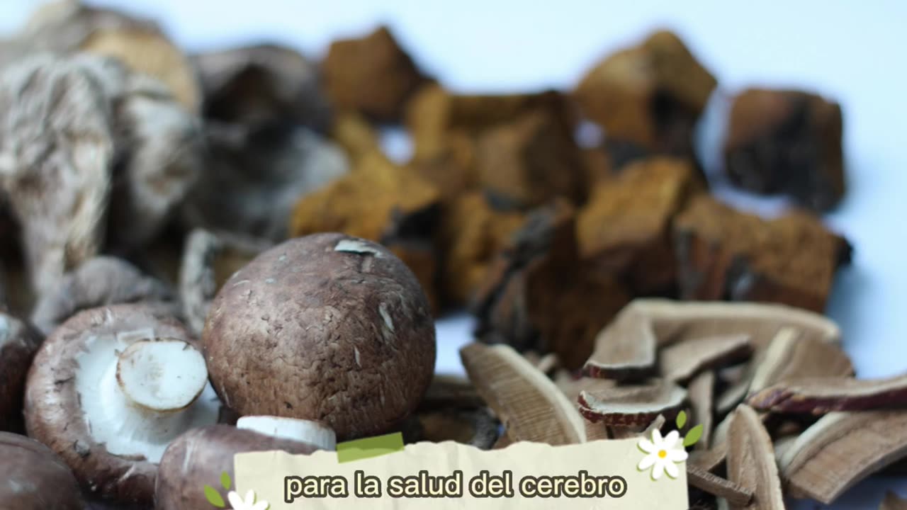 Hongo Chaga Propiedades y Efectos