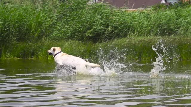 Dog Runs into the Water in Slow Motion